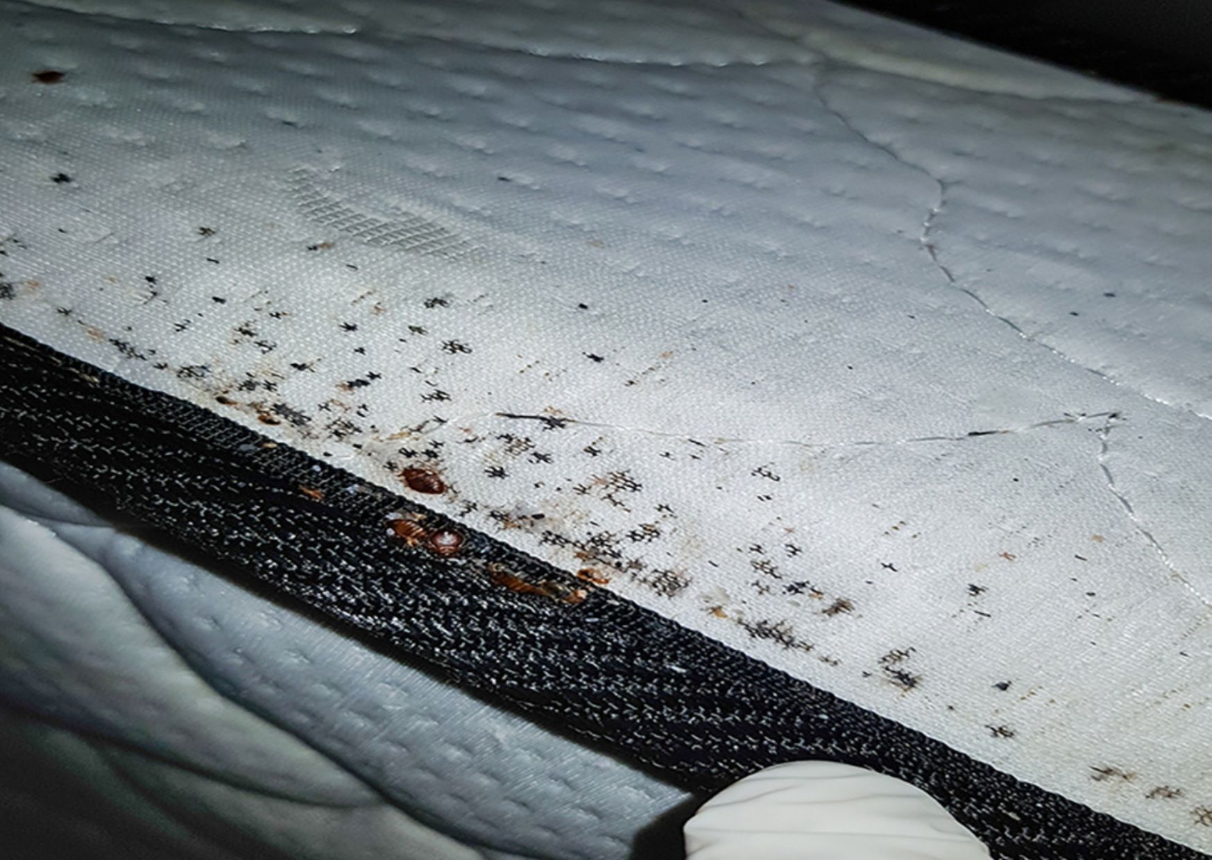 bedbugscard